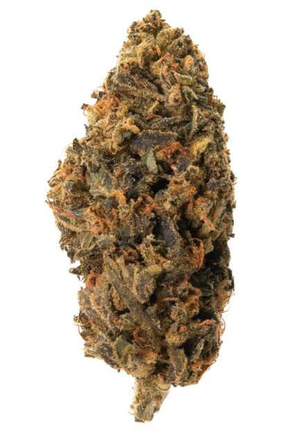 Amnesia Haze – Classic Sativa Power (AA Grade)