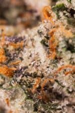 Dense cannabis bud close-up showing trichomes, orange pistils, and green leaves, highlighting high-quality marijuana from Great Canadian Buds.