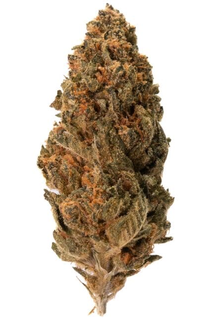 Dense, frosty cannabis bud with vibrant orange pistils and sparkling trichomes, perfect for recreational and medicinal use, sourced from Great Canadian Buds.