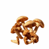 Fresh golden-brown mushrooms with textured caps and stems, perfect for culinary uses and medicinal purposes, representing quality in Canadian mushroom cultivation.