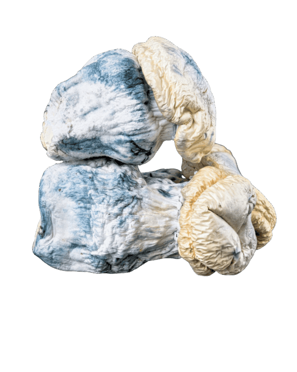 Smurfs Magic Mushrooms