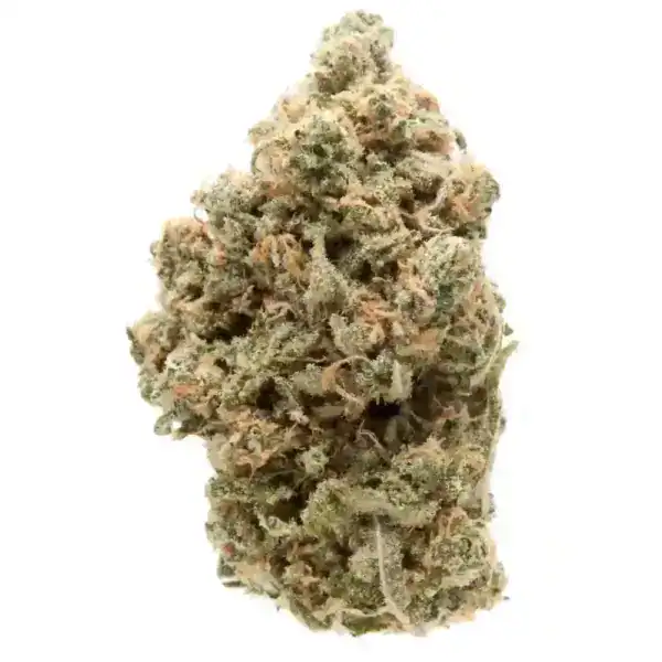 High-quality cannabis flower with vibrant trichomes and rich aromas, perfect for recreational and medicinal use. Shop the best cannabis strains at Great Canadian Buds for ultimate satisfaction.