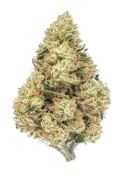 High-quality cannabis bud from Great Canadian Buds, featuring dense green floral resin-coated buds with orange hairs. Perfect for recreational and medical use, emphasizing premium Canadian marijuana.