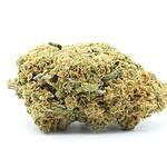 SPICE LATTE -AA HYBRID