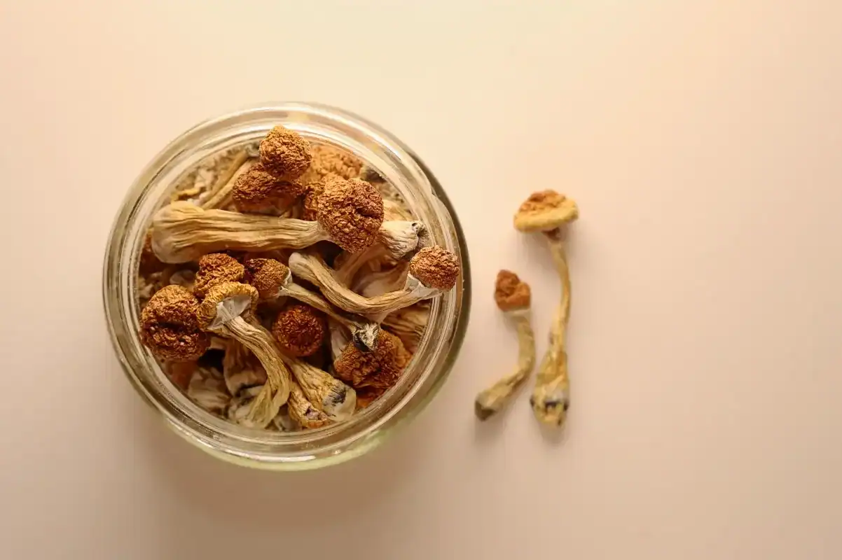 High-quality psilocybin mushrooms, fresh and dried, available for legal recreational and medicinal purposes in Canada.