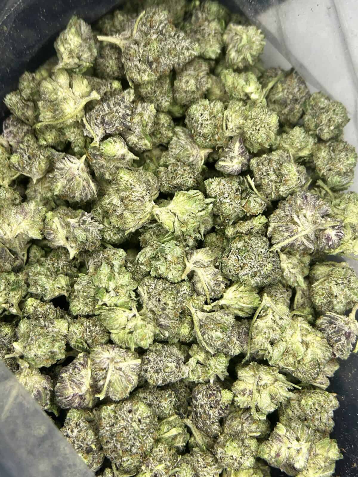 Premium Canadian Cannabis Buds. High-quality cannabis flowers ideal for enthusiasts seeking top-tier, locally grown marijuana. Perfect for relaxation, creativity, or medicinal use. Fresh, potent, and strains available online.