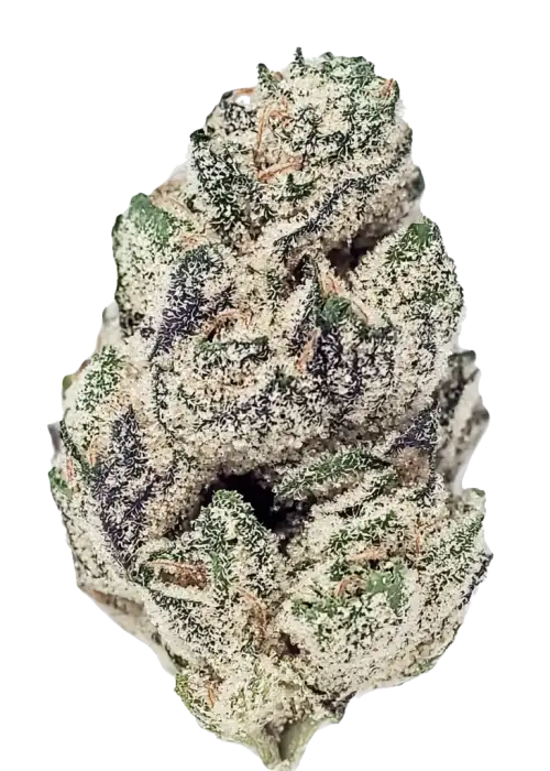 High-quality cannabis flower with frosty trichomes and vibrant green hues, perfect for recreational and medicinal use. Widely available at Great Canadian Buds.